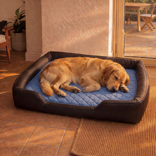 Votre chien surchauffe plus vite que vous ne le pensez