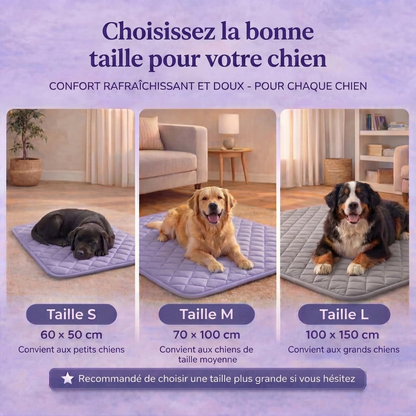 Votre chien surchauffe plus vite que vous ne le pensez